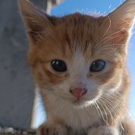 bugado
