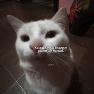 evetbenimneoldu