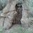 aquila bianca
